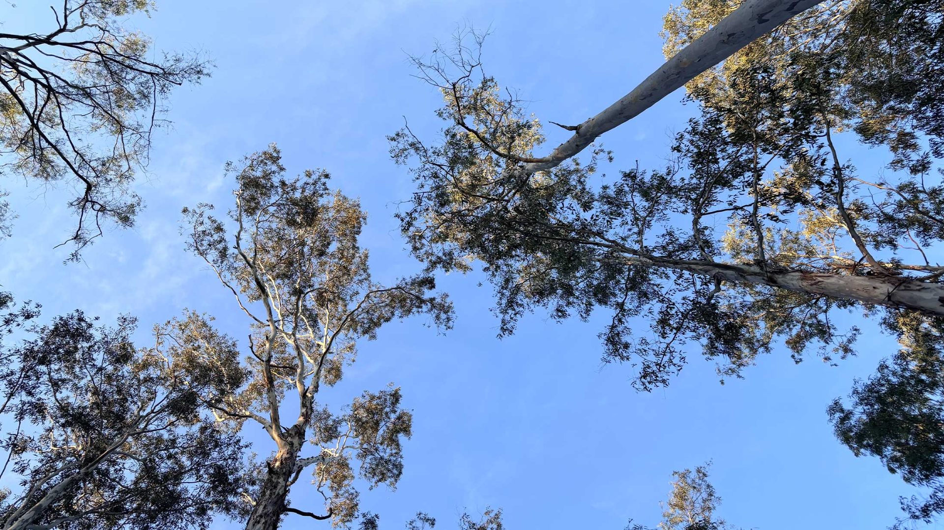 Mature tree canopy providing tranquility at Project 1 Yelahanka