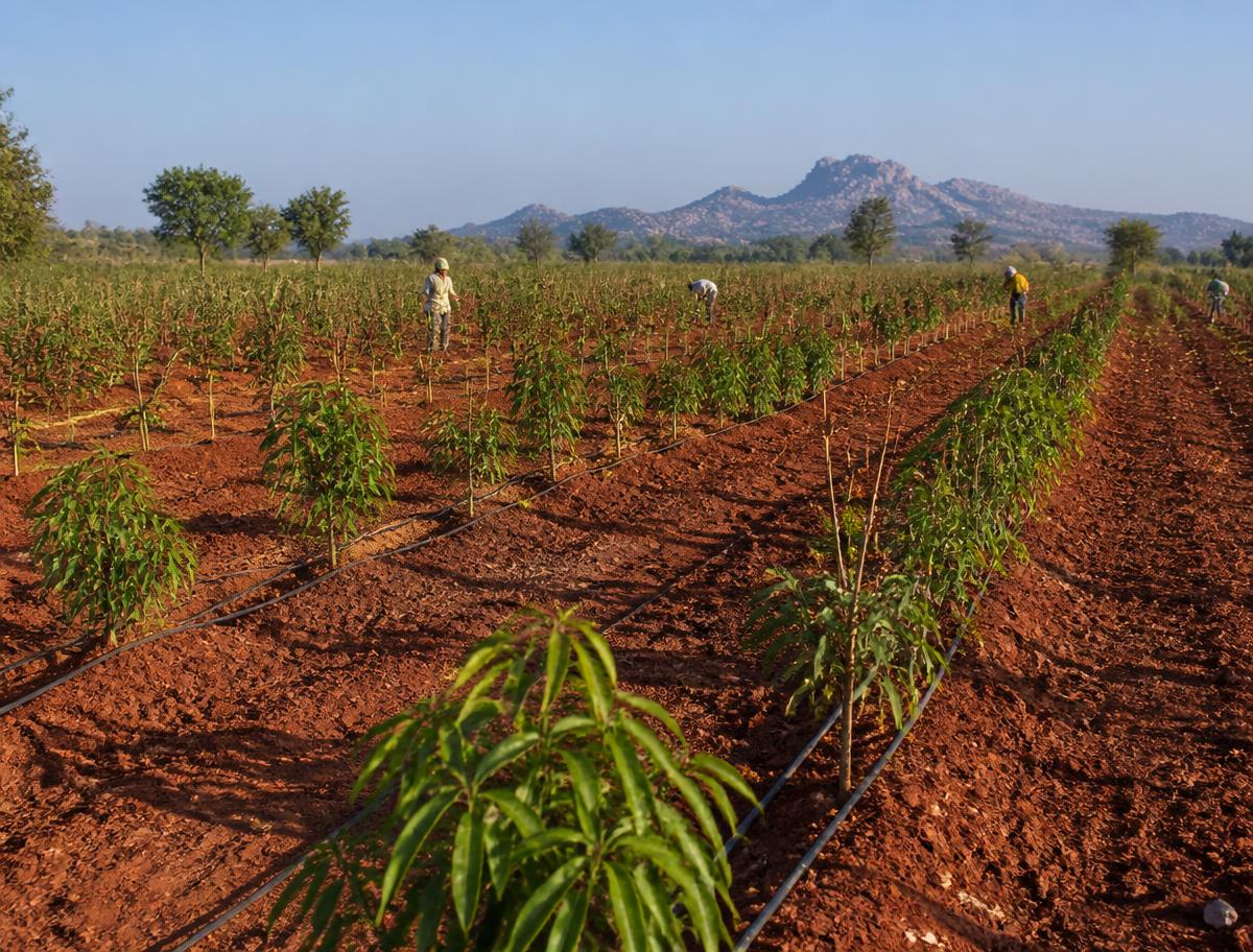 Managed mango and sandalwood plantation rows with drip irrigation lines and estate farm team at Project 3 Lepakshi